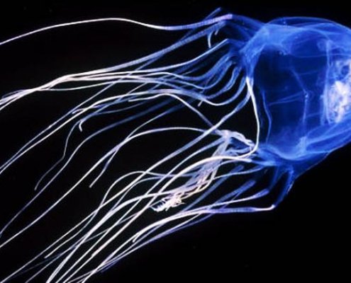 box jellyfish phuket