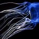 box jellyfish phuket